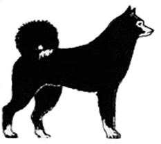 окрас-пегий