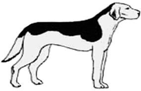 окрас-чепрачный