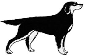 окрас-подпалый