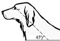 положение головы 2_