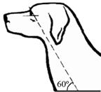 положение головы 3_