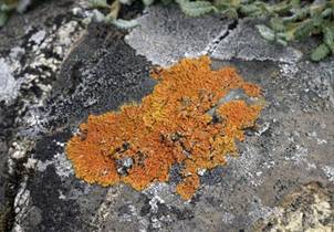 &Lcy;&icy;&shcy;&acy;&jcy;&ncy;&icy;&kcy;&icy; &icy; &mcy;&khcy;&icy;.