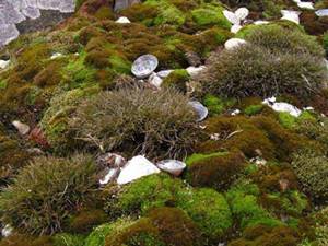 &Lcy;&icy;&shcy;&acy;&jcy;&ncy;&icy;&kcy;&icy; &icy; &mcy;&khcy;&icy;.