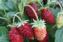 Земляника садовая Александрия