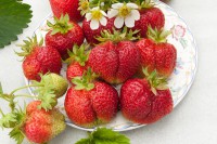 Земляника садовая Богема