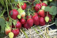 Земляника садовая Вечная весна