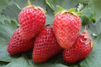 Земляника садовая Гирлянда