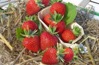 Земляника садовая Дарселект