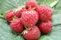 Земляника садовая Зенга Зенгана