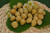 Земляника садовая Золотинка