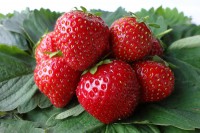 Земляника садовая Изаура