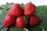 Земляника садовая Индука