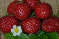 Земляника садовая Каскад