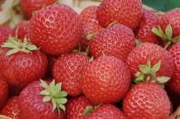 Земляника садовая Кимберли
