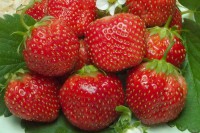 Земляника садовая Королева Елизавета