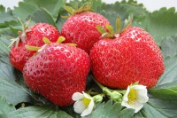 Земляника садовая Максим (Гигантелла Максим)