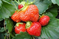 Земляника садовая Мара де Буа