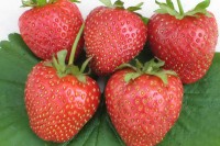 Земляника садовая Московская ранняя