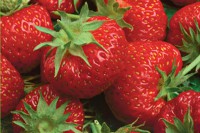 Земляника садовая Олимпийская надежда