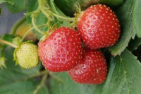 Земляника садовая Ранняя Плотная