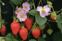Земляника садовая Роман