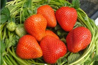 Земляника садовая Румба