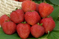 Земляника садовая Русь