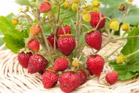 Земляника садовая Руяна