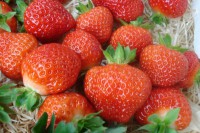 Земляника садовая Сальса