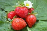 Земляника садовая Свит Эви