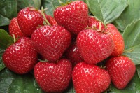 Земляника садовая Сельва