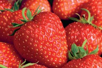 Земляника садовая Соловушка