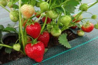 Земляника садовая Соната