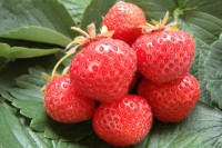 Земляника садовая Сюзи