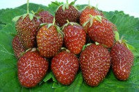 Земляника садовая Таго