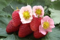 Земляника садовая Тарпан