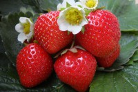 Земляника садовая Фигаро
