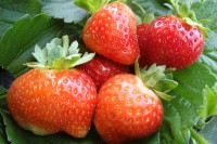 Земляника садовая Флориант