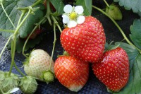 Земляника садовая Флорина