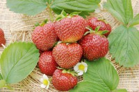 Земляника садовая Хонеойе