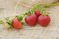 Земляника садовая Эви 2