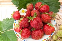 Земляника садовая Эльвира